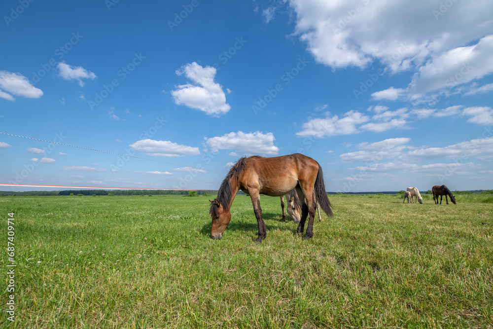 A beautiful Belarusian draft horse is grazing on a summer field. A beautiful Belarusian draft horse is grazing on a summer field.