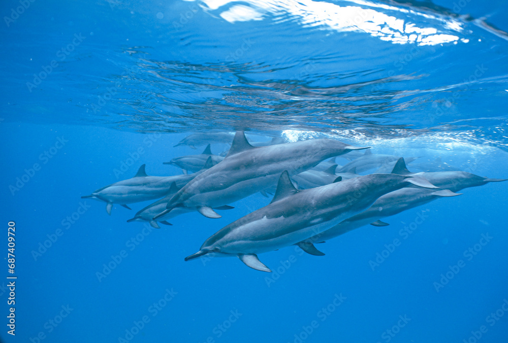 Obraz premium Wild Hawaiian Spinner Dolphins swimming in the Beautiful Clear Ocean water in Hawaii 