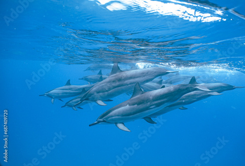 Wild Hawaiian Spinner Dolphins swimming in the Beautiful Clear Ocean water in Hawaii 