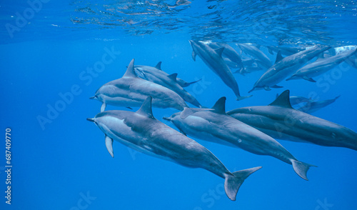 Wild Hawaiian Spinner Dolphins swimming in the Beautiful Clear Ocean water in Hawaii  © EMMEFFCEE 