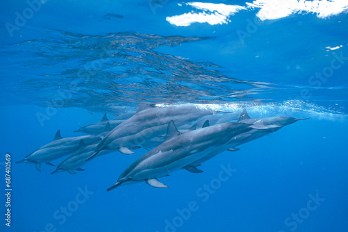 Wild Hawaiian Spinner Dolphins swimming in the Beautiful Clear Ocean water in Hawaii  © EMMEFFCEE 