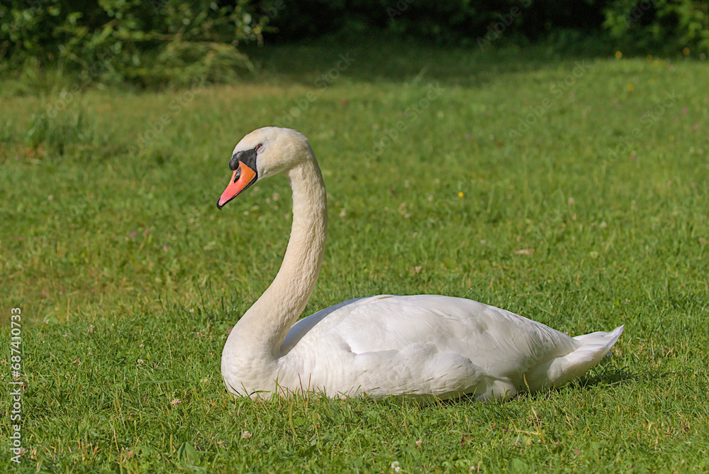 A bright beautiful white swan is located on a green meadow. Romantic portrait of a swan. Close-up. Sunny day.