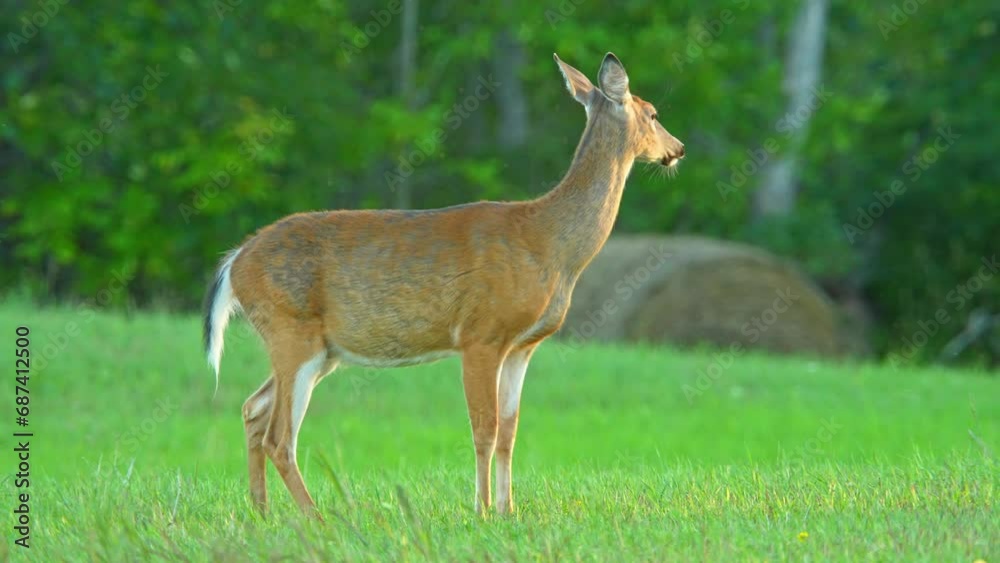 Deer stomping and snorting in the meadow. Northern Canadian province wilderness. Stomping and snorting warns of danger, alerting others in the herd with the sounds of hooves and nose. Deer stomping and snorting in the meadow. Northern Canadian province wilderness. Stomping and snorting warns of danger, alerting others in the herd with the sounds of hooves and nose.