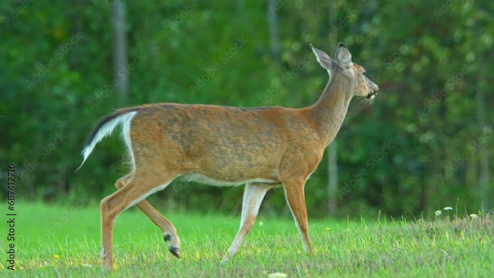 Female deer, or doe, is running in a meadow as the evening sun sets during summer. Slow motion, white-tailed female deer run in the natural setting of Manitoulin Island. Canadian countryside. Female deer, or doe, is running in a meadow as the evening sun sets during summer. Slow motion, white-tailed female deer run in the natural setting of Manitoulin Island. Canadian countryside.