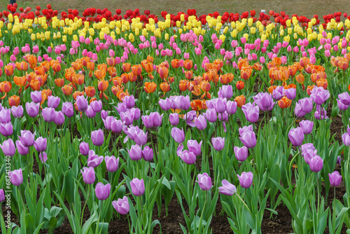 チューリップの花 長崎県 tulip flowers