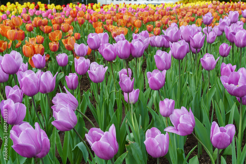 チューリップの花 長崎県 tulip flowers