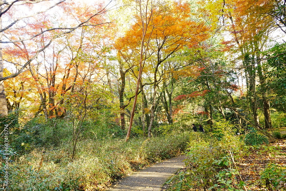 Fototapeta premium Image of Autumn, Red and Orange Maple Leaf - 秋のもみじ 美しい紅葉の庭園
