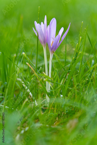 Herbstzeitlose  Colchicum autumnale