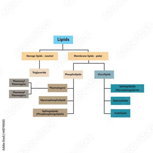 Diagram showing classification of lipids - storage lipids, membrane lipids - including phospholipids, glycolipids, triglycerides, plasmogens and more. Yellow and blue scientific vector illustration.