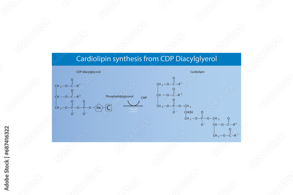 Schematic molecular diagram of Cardiolipin synthesis from CDP Diacylglycerol via Cardiolipin synthase  Scientific vector illustration.