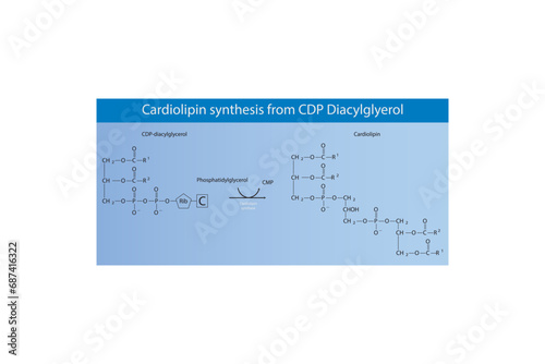Schematic molecular diagram of Cardiolipin synthesis from CDP Diacylglycerol via Cardiolipin synthase  Scientific vector illustration.