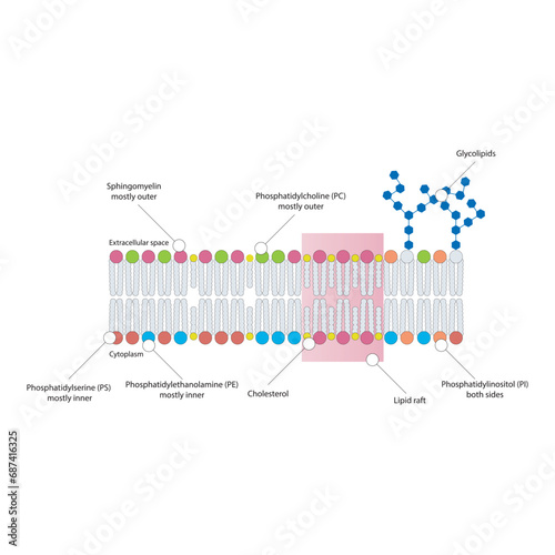 Diagrams showing schematic structure of cytoplasmatic membrane, including phospholipids (PE, PC, PS, sphingomyelin) glycolipids, cholesterol, lipid raft. Colorful scientific vector illustration.
