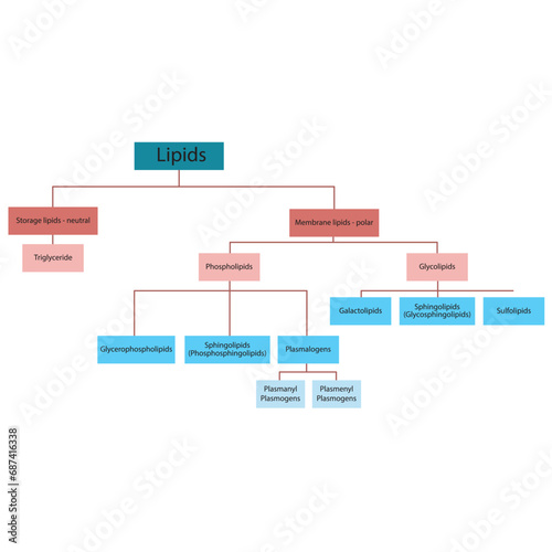 Diagram showing classification of lipids - storage lipids, membrane lipids - including phospholipids, glycolipids, triglycerides, plasmogens and more. Blue and red scientific vector illustration.