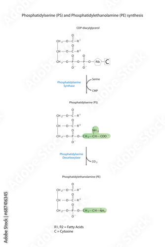 Schematic molcular diagram of Phosphatidylserine and Phosphatidylethanolamine synthesis from CDP Diacylglyerol via PS synthase and PS decarboxylase Scientific vector illustration.