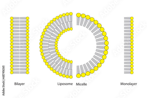 Diagram showing phospholipid structures - Liposome, micelle, monolayer and bilayer - non polar tails and polar heads. Blue scientific vector illustration.