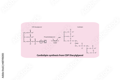 Schematic molecular diagram of Cardiolipin synthesis from CDP Diacylglycerol via Cardiolipin synthase  Scientific vector illustration.