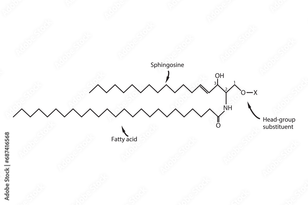 Diagram Showing Schematic Molecular Structure Of Ceramide Scientific