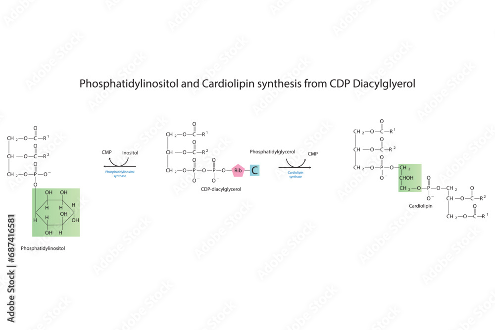Schematic molcular diagram of Phosphatidylinositol and Cardiolipin synthesis from CDP Diacylglyerol via PI synthase and Cardiolipin synthase Scientific vector illustration. Schematic molcular diagram of Phosphatidylinositol and Cardiolipin synthesis from CDP Diacylglyerol via PI synthase and Cardiolipin synthase Scientific vector illustration.