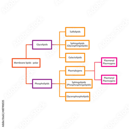 Diagram showing classification of lipids - storage lipids, membrane lipids - including phospholipids, glycolipids, triglycerides, plasmogens and more. Orange and pink scientific vector illustration.