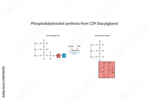 Schematic molecular diagram of Phosphatidylinositol synthesis from CDP Diacylglycerol via PI synthase  Scientific vector illustration.