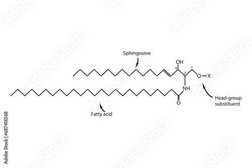 Diagram showing schematic molecular structure of Ceramide  Scientific vector illustration. photo
