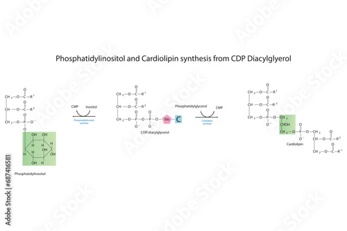 Schematic molcular diagram of Phosphatidylinositol and Cardiolipin synthesis from CDP Diacylglyerol via PI synthase and Cardiolipin synthase  Scientific vector illustration. photo