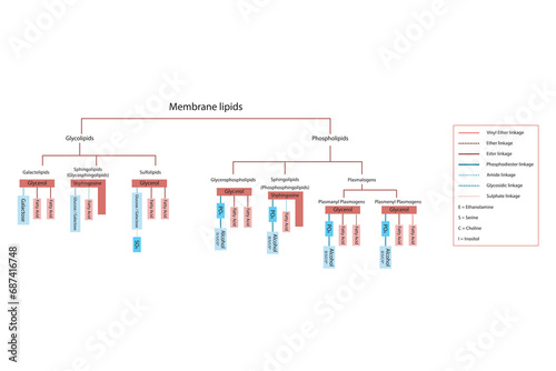 Diagram showing classification of lipids - storage lipids, membrane lipids - phospholipids, glycolipids, triglyceride and more, including chemical linkages Blue and red scientific vector illustration.