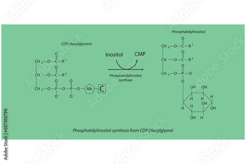 Schematic molecular diagram of Phosphatidylinositol synthesis from CDP Diacylglycerol via PI synthase  Scientific vector illustration.