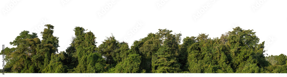 A group of rich green trees High resolution on transparent background.