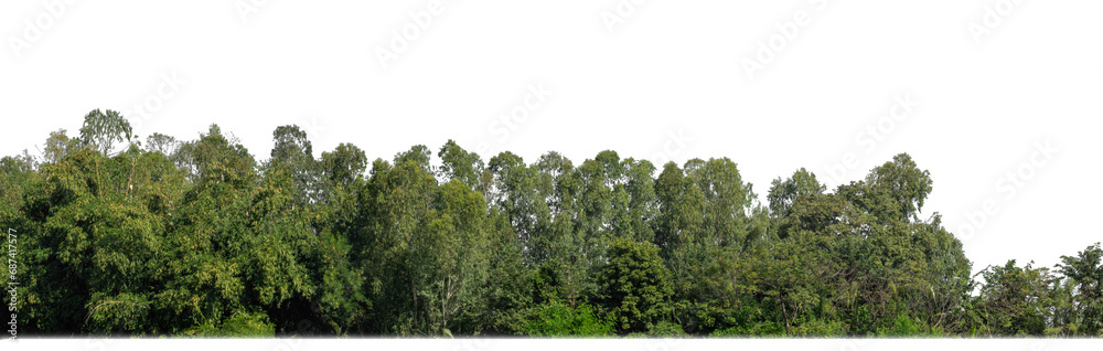 A group of rich green trees High resolution on transparent background. A group of rich green trees High resolution on transparent background.