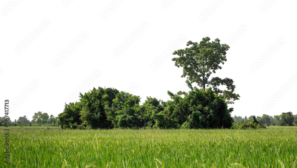 Fototapeta premium A group of rich green trees High resolution on transparent background.