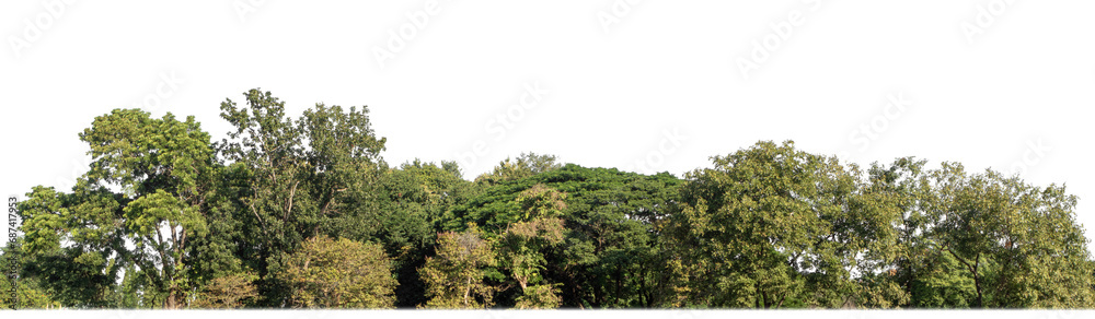 Green forest in summer, high resolution on transparent  background.