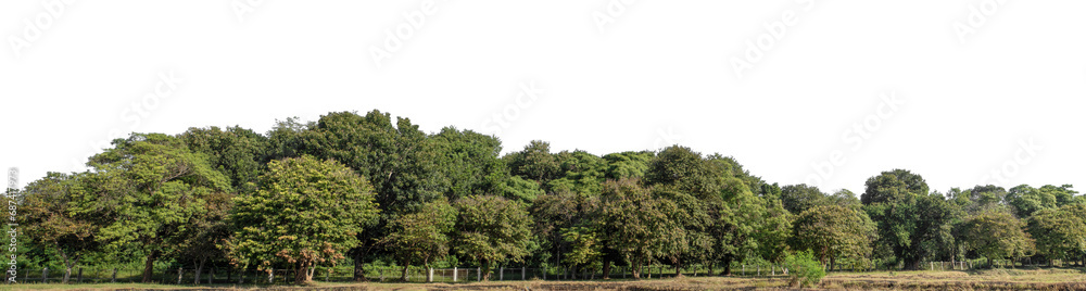 Green forest in summer, high resolution on transparent background. Green forest in summer, high resolution on transparent background.