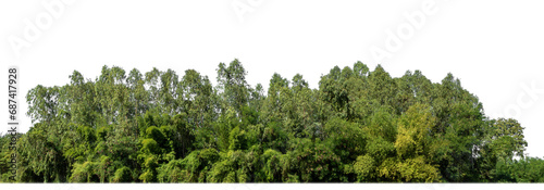 Green forest in summer, high resolution on transparent background.