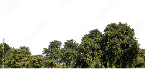Green forest in summer, high resolution on transparent background.