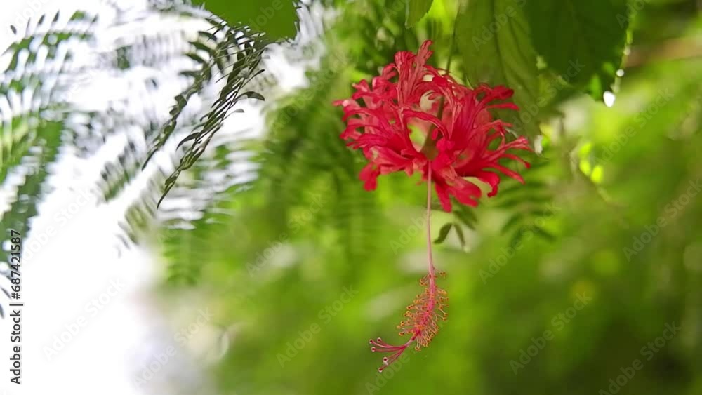 Blooming red Rangoon Creeper flowers branch in the wind and sunlight in tropical garden on bokeh natural background Blooming red Rangoon Creeper flowers branch in the wind and sunlight in tropical garden on bokeh natural background