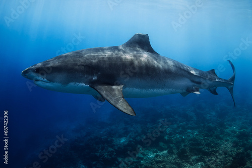 Tiger shark on deep in blue ocean. Diving with dangerous tiger sharks.