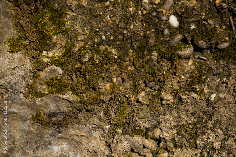 Obraz premium Stone moss texture macro. Close-up of an old fence. Brown and beige abstract background. Natural materials for design, covers, presentations. A road paved with earth and pebbles and covered with moss