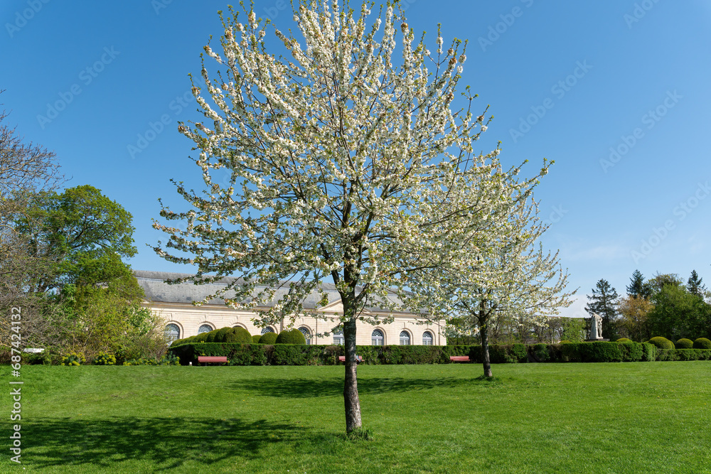 Cherry tree with white flowers in full bloom on a sunny spring day. Shot in public Departemental Parc de Sceaux, orangerie in the background - Hauts-de-Seine, France. Cherry tree with white flowers in full bloom on a sunny spring day. Shot in public Departemental Parc de Sceaux, orangerie in the background - Hauts-de-Seine, France.