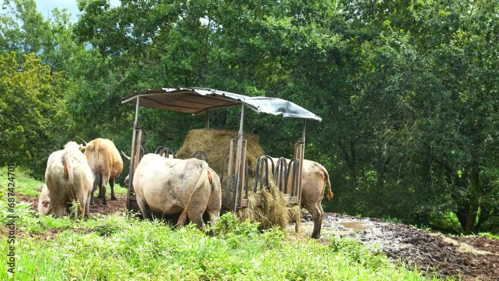 Cattle breeding in the mountains of the French Basque Country Cattle breeding in the mountains of the French Basque Country