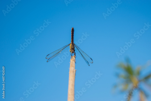 dragonflies and bright blue sky background © ROZI