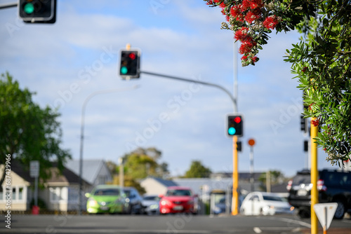 Cars stopped at red traffic lights at a busy intersection, Pohutukawa trees in full bloom in summer, New Zealand Christmas Tree.