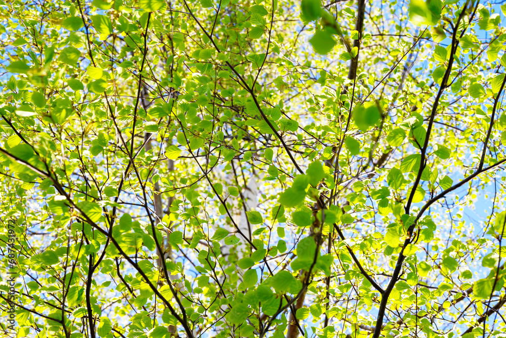 Birch in spring sun light.