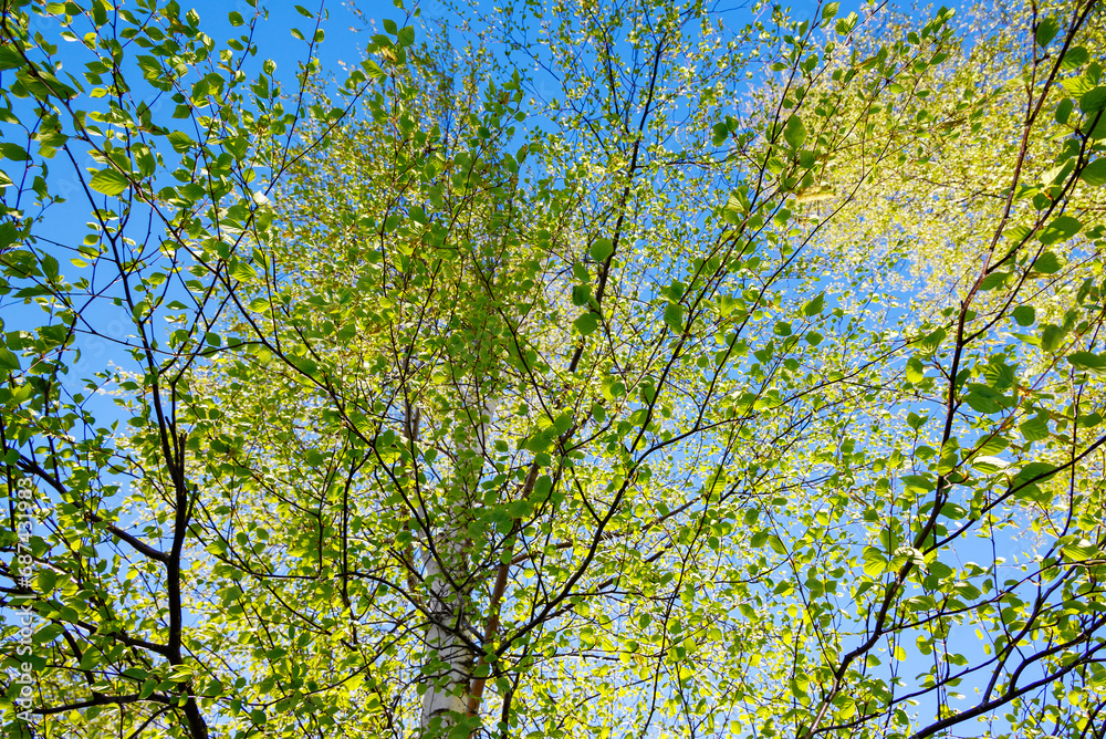 Birch in spring sun light. Birch in spring sun light.