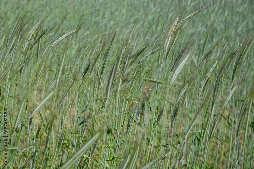 Lush cereals growing in a field. Lush cereals growing in a field.
