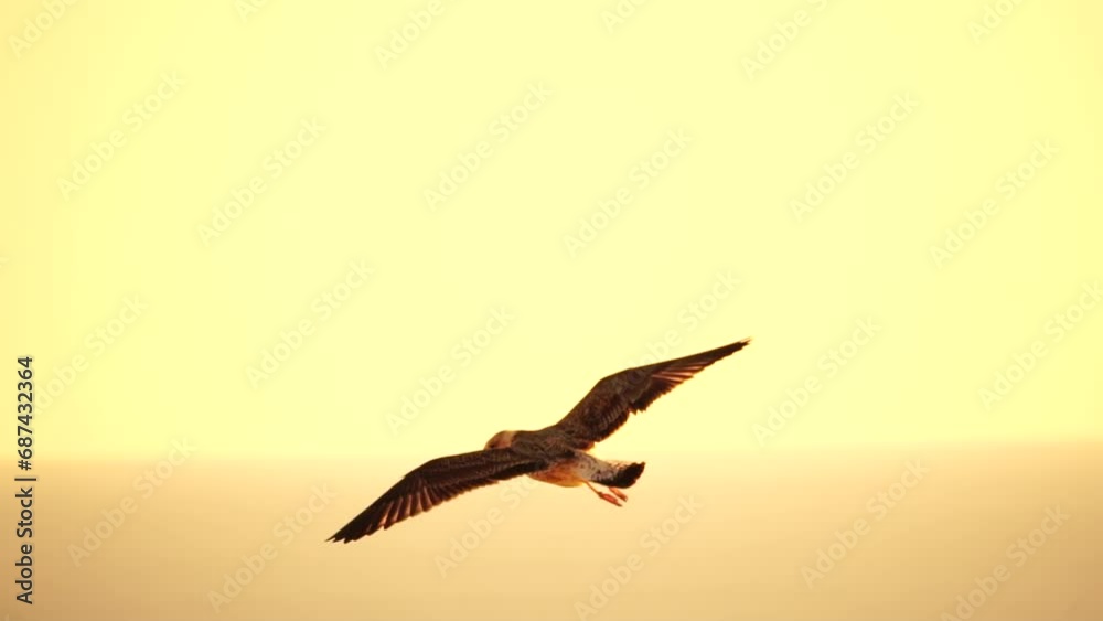 A flock of seagulls fly in warm sunset sky over the ocean. Silhouettes of seagulls flying in slow motion with the sea in the background at sunset. Evening. Nobody. Freedom concept