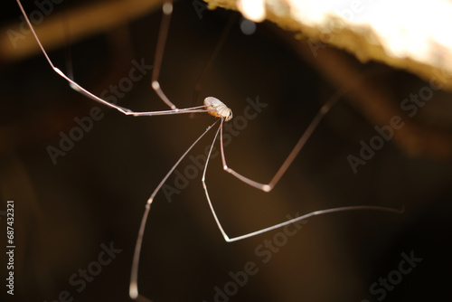 ル	枯木の影に隠れる長い足がスタイル抜群のモエギザトウムシ（自然光＆ストロボ・マクロレンズ接写） photo