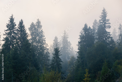Forest background on a foggy autumn morning. Spruce woodland.
