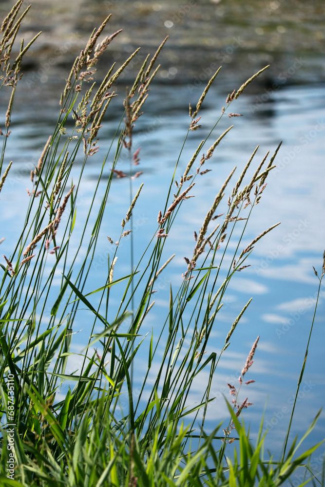 grasses and the river Semois in Belgium