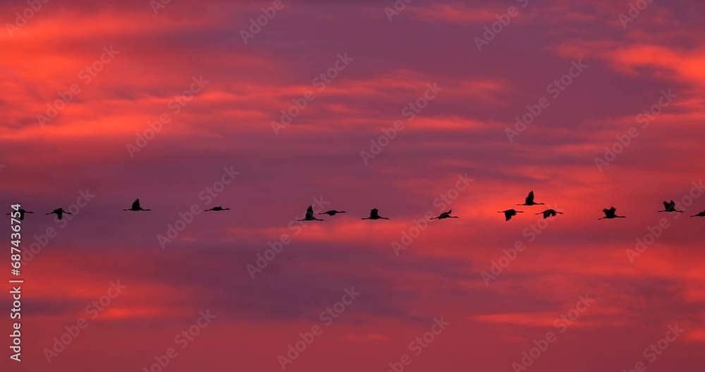 Birds Migration. Flock Of Common Cranes Or Eurasian Cranes Fly In Sunny Sunset Sunrise Sky. Common Crane Or Grus Grus. Nesting Cranes, Nest. Europe. Yellow orange pink violet purple Colors, Dark Birds